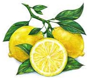 Акварель рисунок лимона • наклейки на стену цитрусовый, красивый, плоть |  myloview.ru